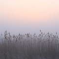 IMG 4758