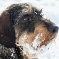 "Tiefschnee" für den Dackel