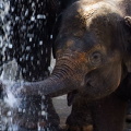 Ein Elefantenkind im Zoo Hannover