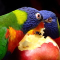 Im Zoo