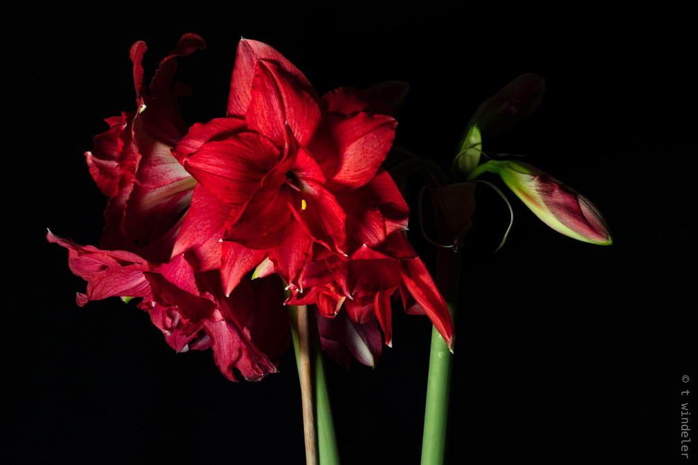 Amaryllis