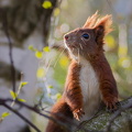 Wachsames Eichhörnchen