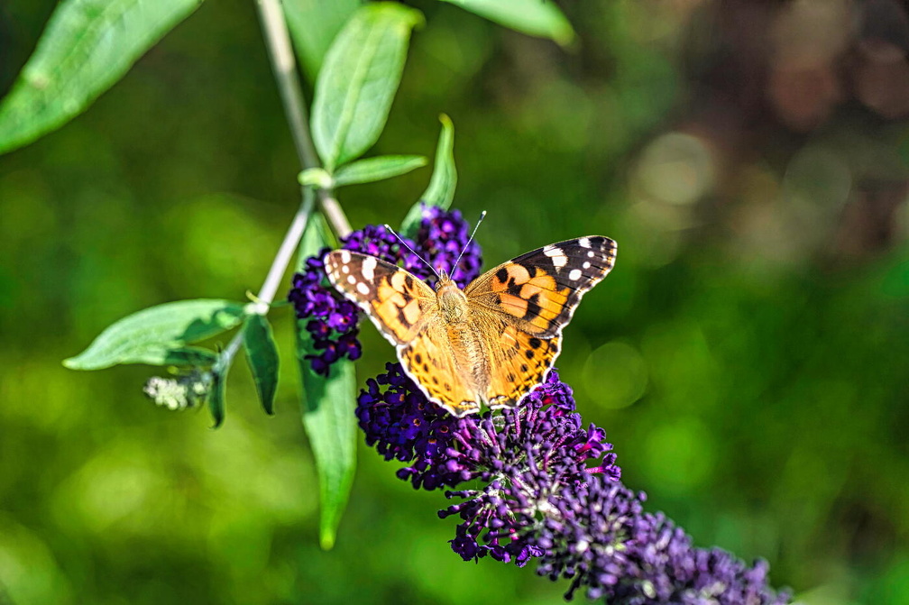 Schmetterlinge 2021 08 05 0644