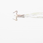 Dunkler Wasserläufer