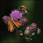 Auswahl für das Juli-Monatsfoto (3/5)