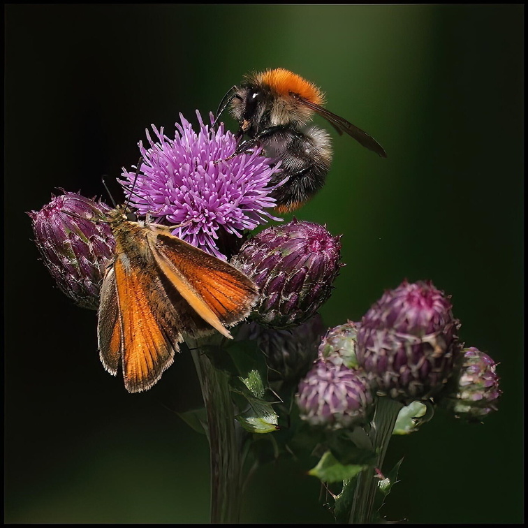 Auswahl für das Juli-Monatsfoto (3/5)