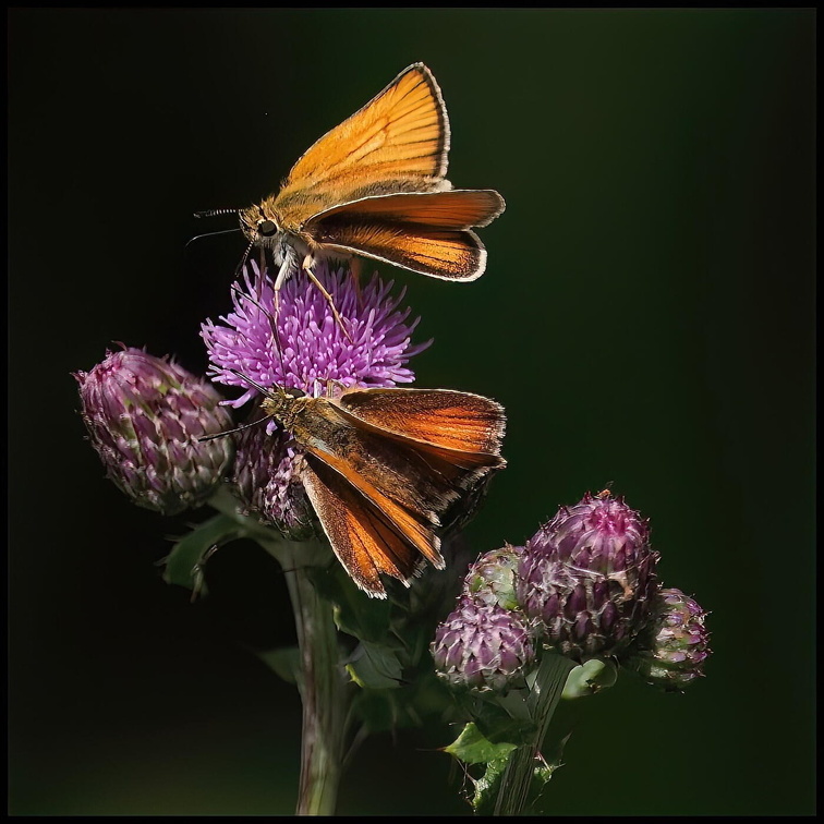 Auswahl für das Juli-Monatsfoto (1/5)