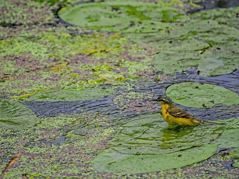 Western Yellow Wagtail (Motacilla flava) P6140025-2.jpg