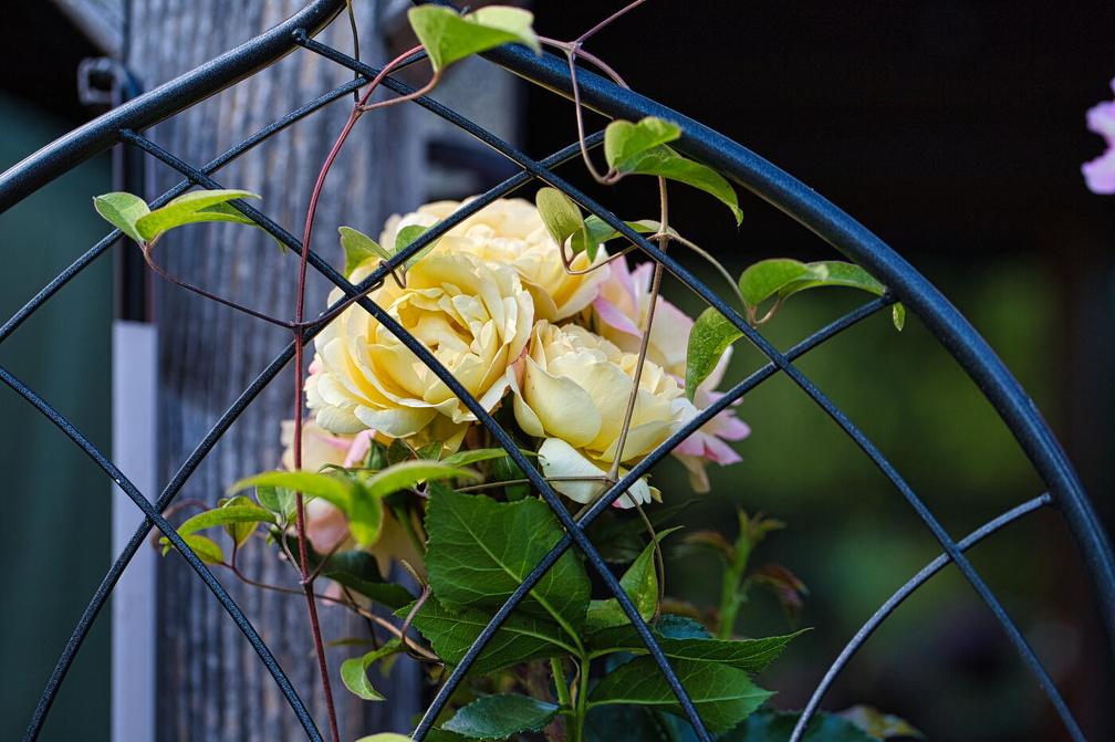 wloh 2022 07 02 1980