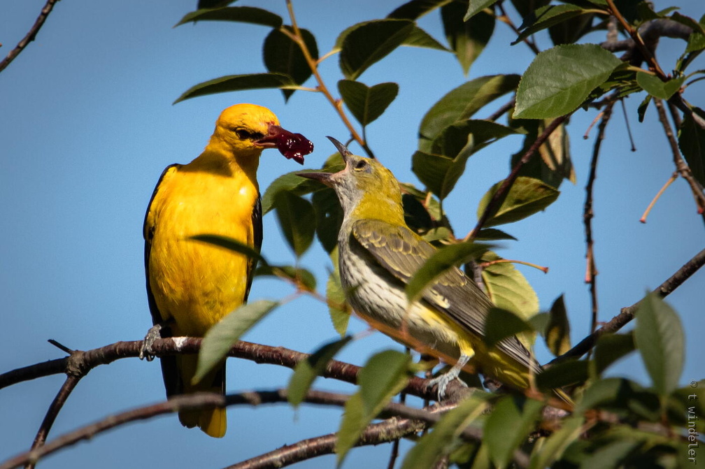 Mittag bei der Pirolfamilie
