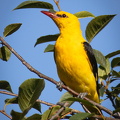 Pirol