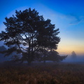 Vor dem Sonnenaufgang in der Nemitzer Heide