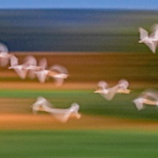 Taube Elbe Abend-B1000052-2