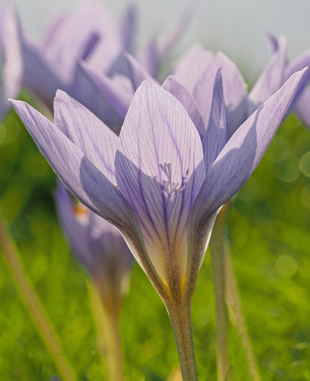 Herbstkrokuss, keine -zeitlose