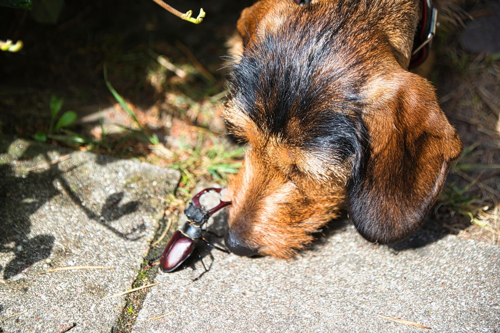 Hirschkäfer auf Angriff