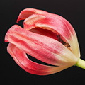 Tulpe BB040064