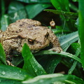 Froschperspektive mit Kröte