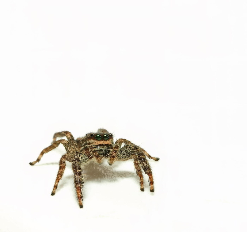 Spinne BB220069-r