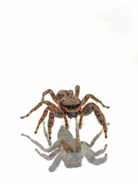 Spinne auf dem Spiegel