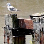 Auswahl Foto des Monats Dezember