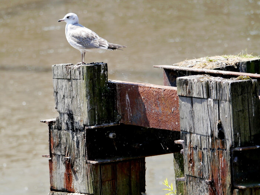 Auswahl Foto des Monats Dezember