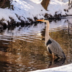 Auswahl Foto des Monats Januar