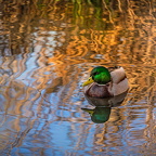 Auswahl Foto des Monats Januar