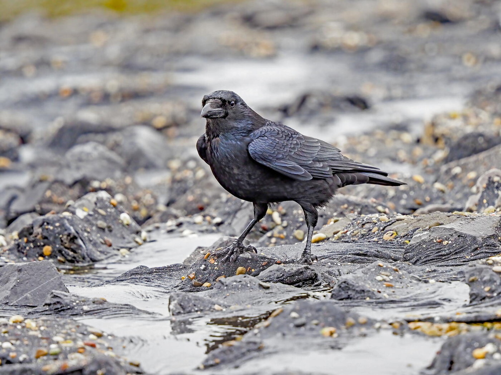 Carrion Crow (Corvus corone) P2221354