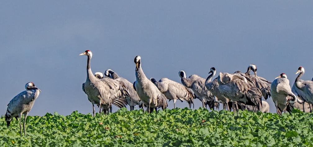 Common crane (Grus grus)  AA191582-2
