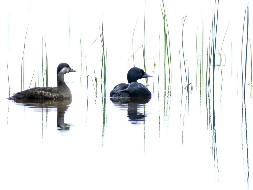 Common Scoter (Melanitta nigra)P1030205-2c