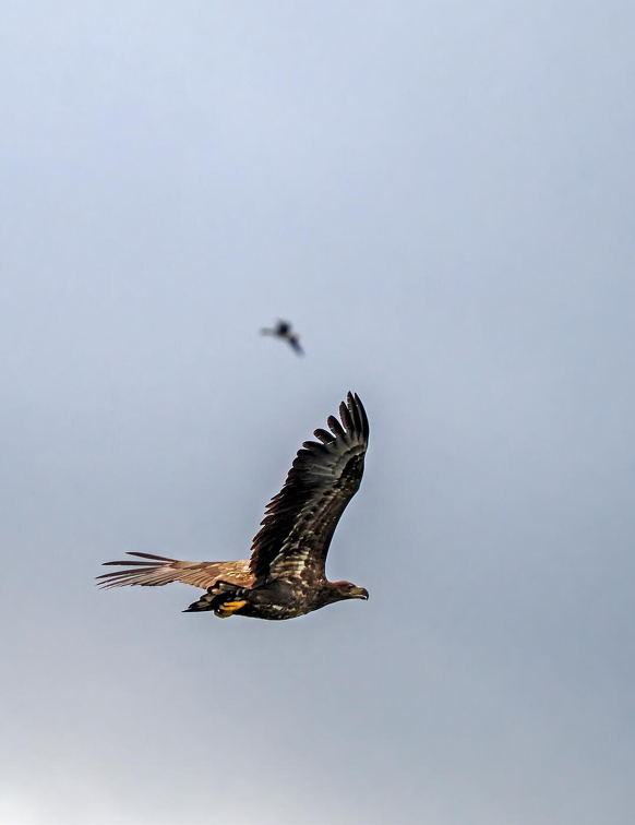 White-tailed Eagle (Haliaeetus albicilla) A1120023