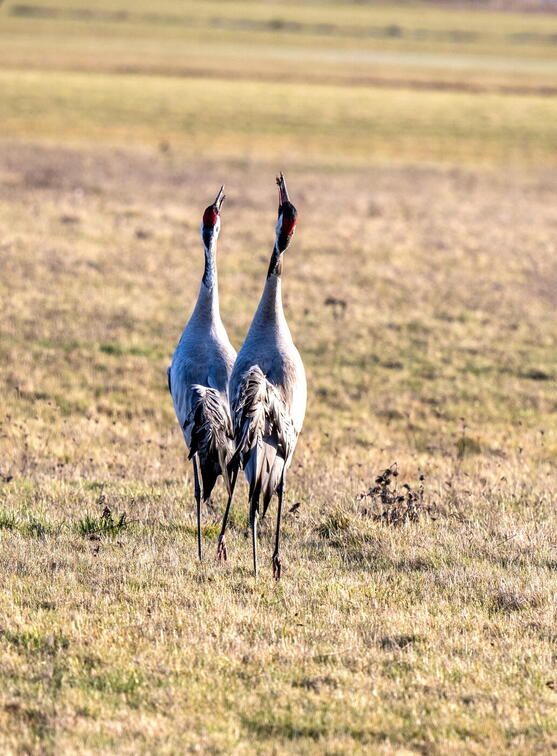 Frühling ...-----------------