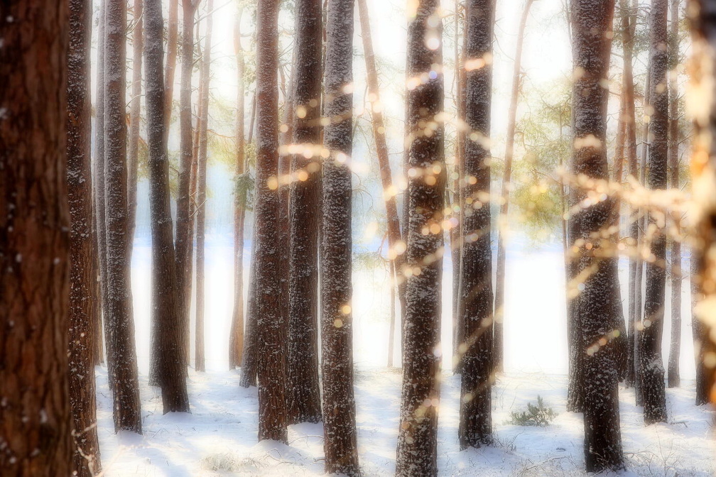 Winter-Glitzer-Wald