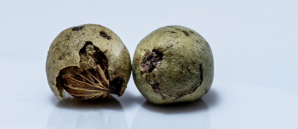 Grüner Pfeffer B3120096