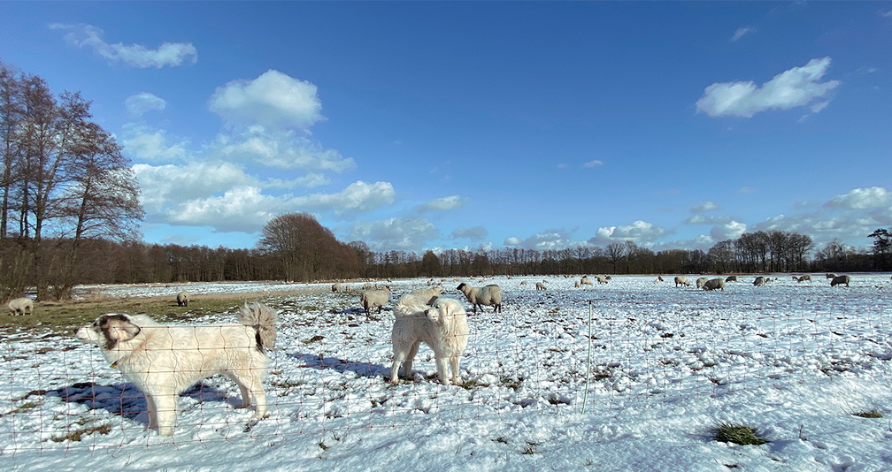 Alles weiss: Wolken und Weide, Hunde und Schafe