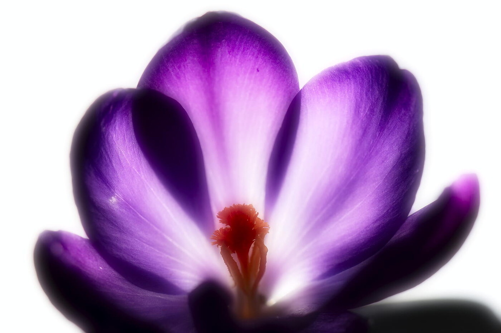 Frühlingsbote Krokus
