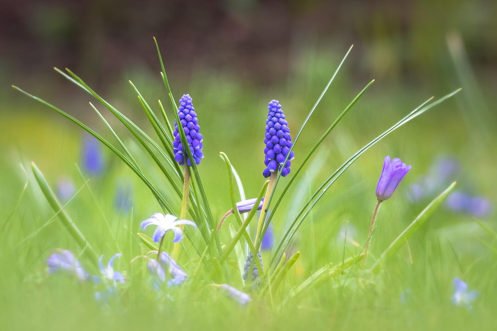 Frühling lässt sein blaues Band.....