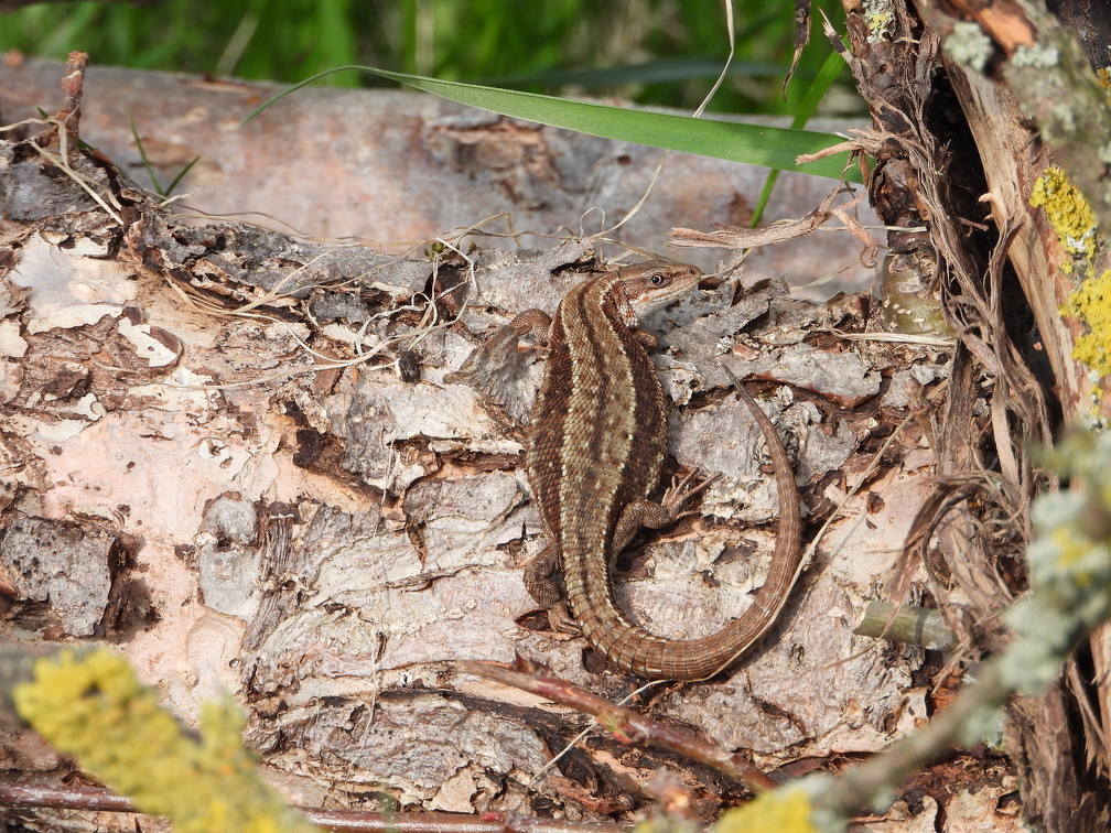 Auswahl Foto des Monats Mai 2023