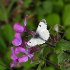 Auswahl Foto des Monats Mai 2023