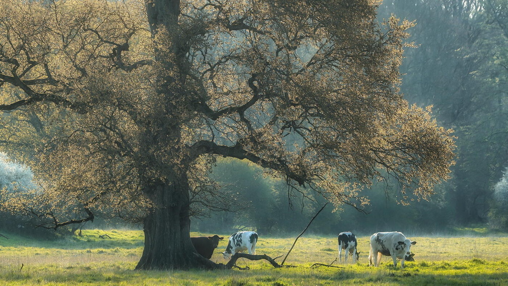 In der Elbaue "Hohe Garbe"