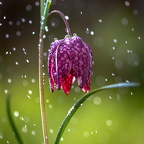 Auswahlbild Foto des Monats Juni