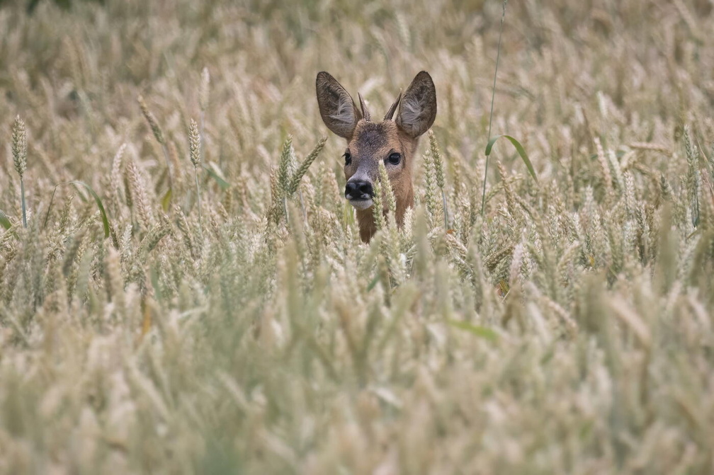 Auswahlbilder Foto des Monats Juli (3/5)
