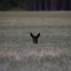 Auswahlbilder Foto des Monats Juli (4/5)