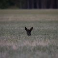 Auswahlbilder Foto des Monats Juli (4/5)