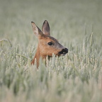 Auswahlbilder Foto des Monats Juli (5/5)