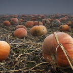 Auswahl Monatsfoto Oktober Thema Herbst