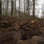 Auswahl Monatsfoto Oktober Thema Herbst