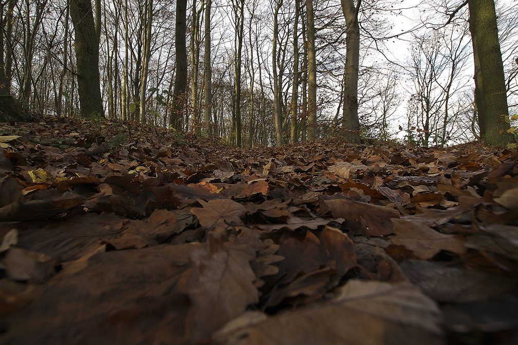 Auswahl Monatsfoto Oktober Thema Herbst