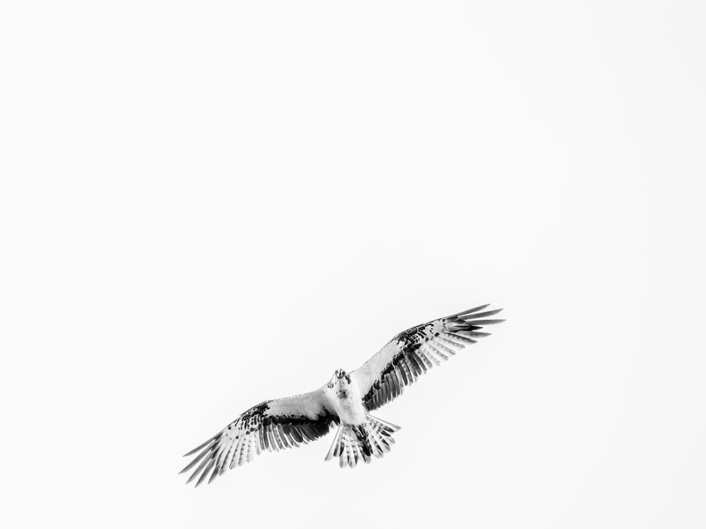 Osprey (Pandion haliaetus) A6270199-2.jpg