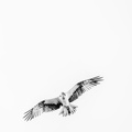 Osprey (Pandion haliaetus) A6270199-2